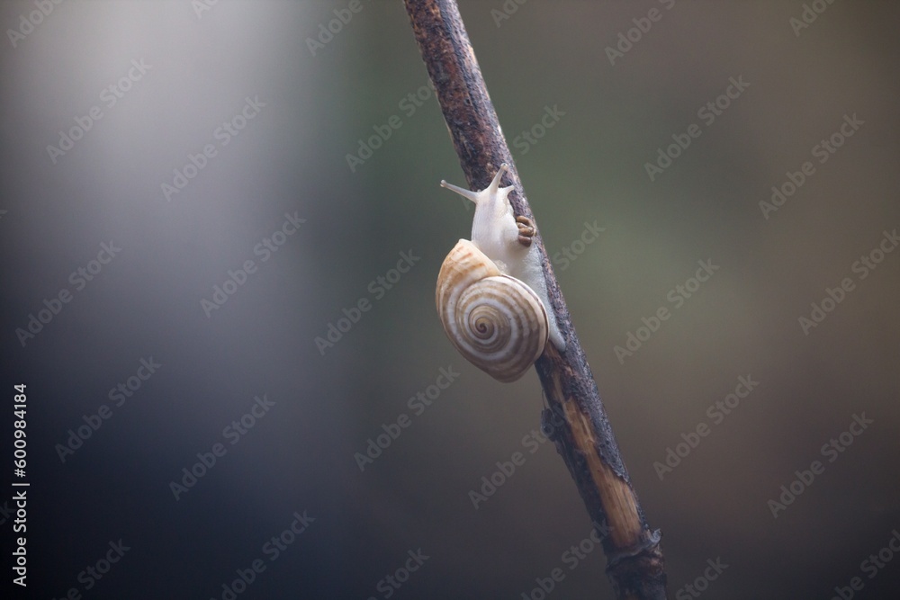 Caracol defecando en un palo mojado por la lluvia en fotografía con pronunciado bokeh, Alcoy, España Caracol defecando en un palo mojado por la lluvia en fotografía con pronunciado bokeh, Alcoy, España