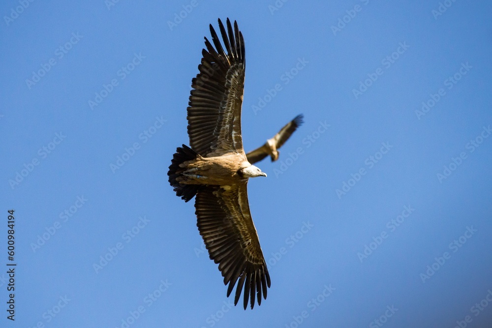 Obraz premium Dos buitres leonados volando a distinta altura con cielo azul
