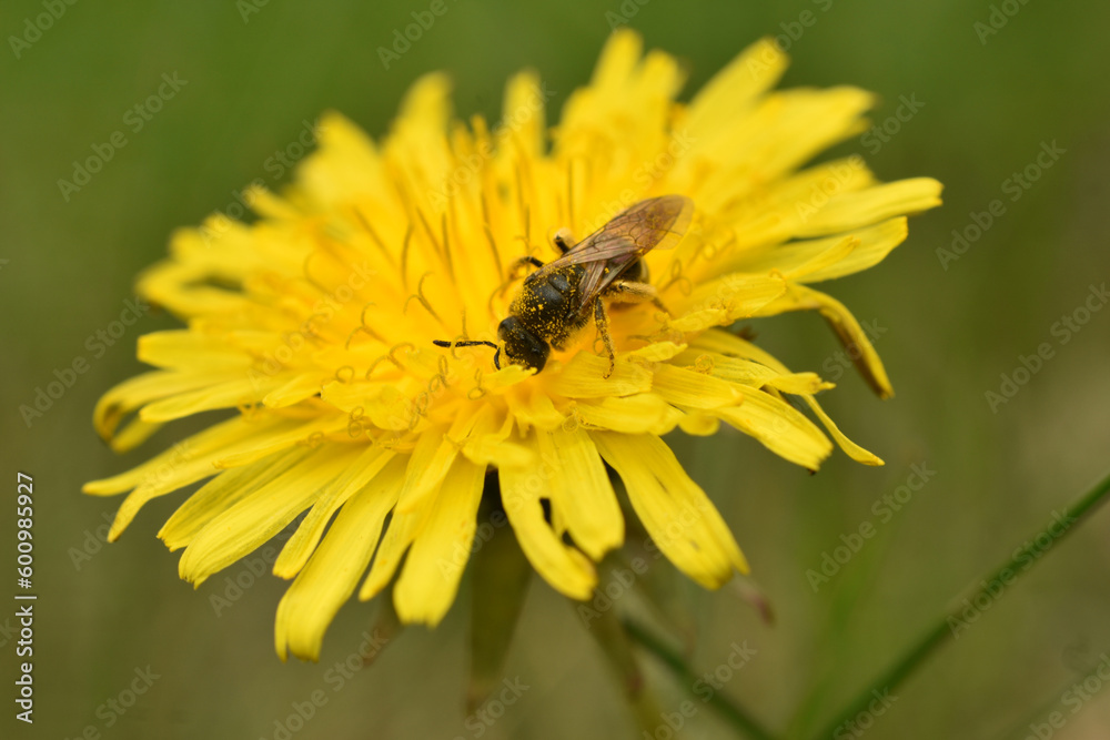 A honey bee collects nectar from a flower. A honey bee collects nectar from a flower.