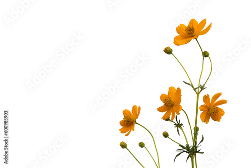 Fototapeta Naklejka Na Ścianę i Meble -  orange flowers cosmos arrangement flat lay postcard style 