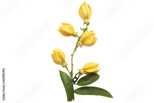 Fototapeta Naklejka Na Ścianę i Meble -  yellow flowers ylang ylang local flora of asia arrangement flat lay postcard style 