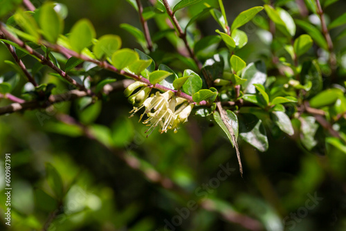 yellow flowers of Lonicera nitida shrub, spring floral background © Anna