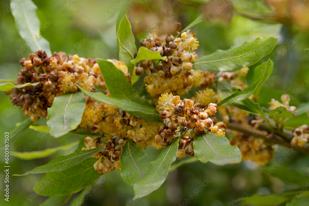 Obraz premium Laurel blossom close-up. Laurel trees. Laurel flowers in spring