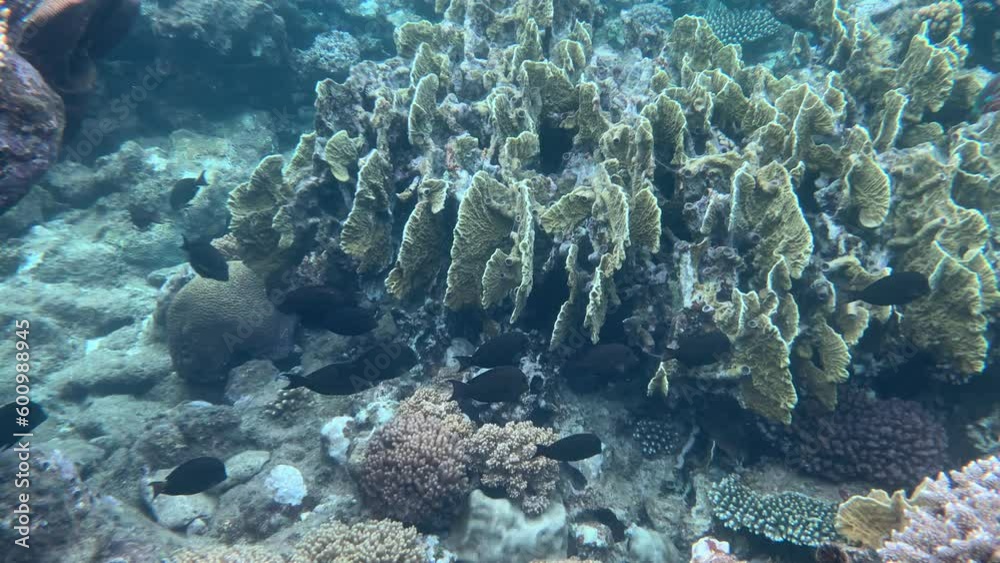Revealing Plastic Pollution Floating In Ocean Over Heathy Coral Reef and Tropical Fishes - Underwater Revealing Plastic Pollution Floating In Ocean Over Heathy Coral Reef and Tropical Fishes - Underwater