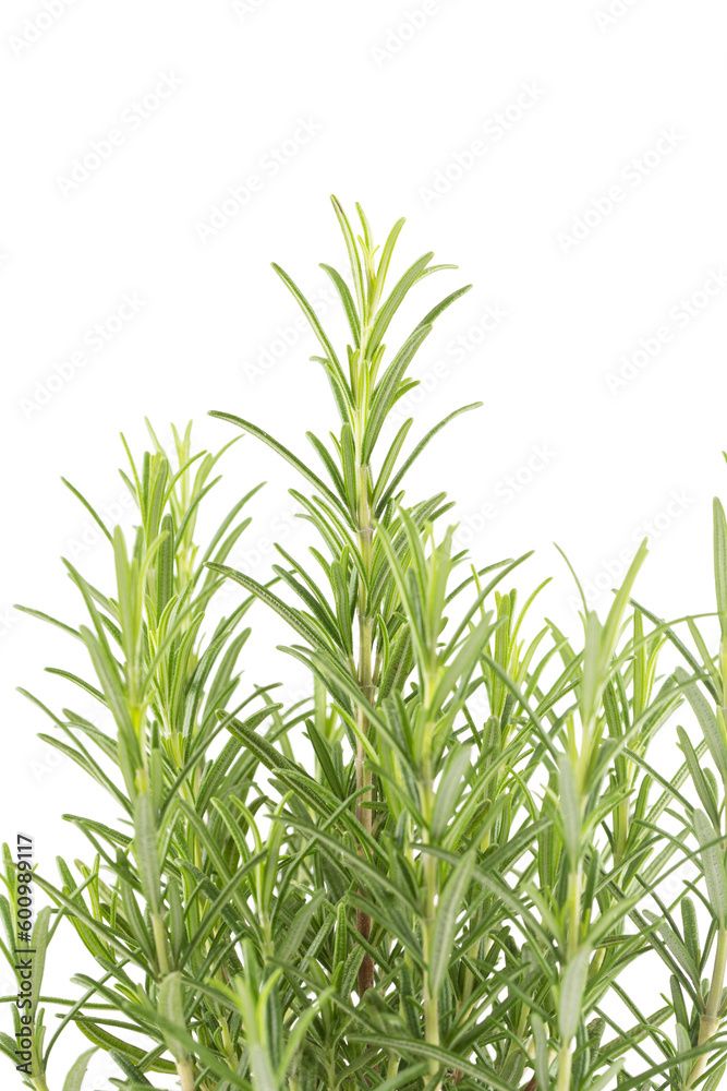 Branches of rosemary on a white background Branches of rosemary on a white background