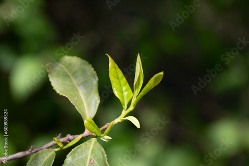 Closeup, Top of Green tea leaf in the morning, tea plantation, blurred background, selective focus.