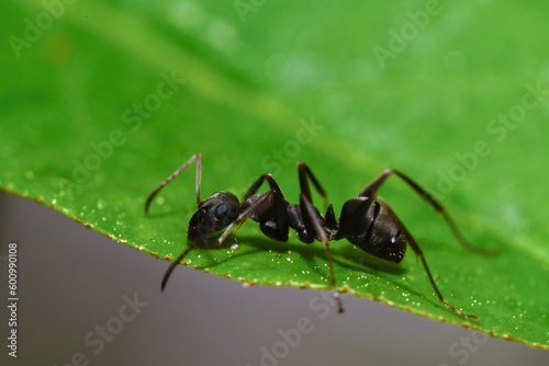 개미, ant