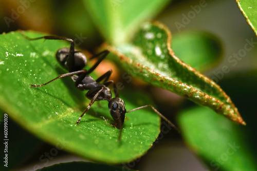 개미, ant © otto Song