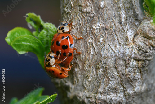 the mating of ladybugs, 무당벌레의 짝짓기