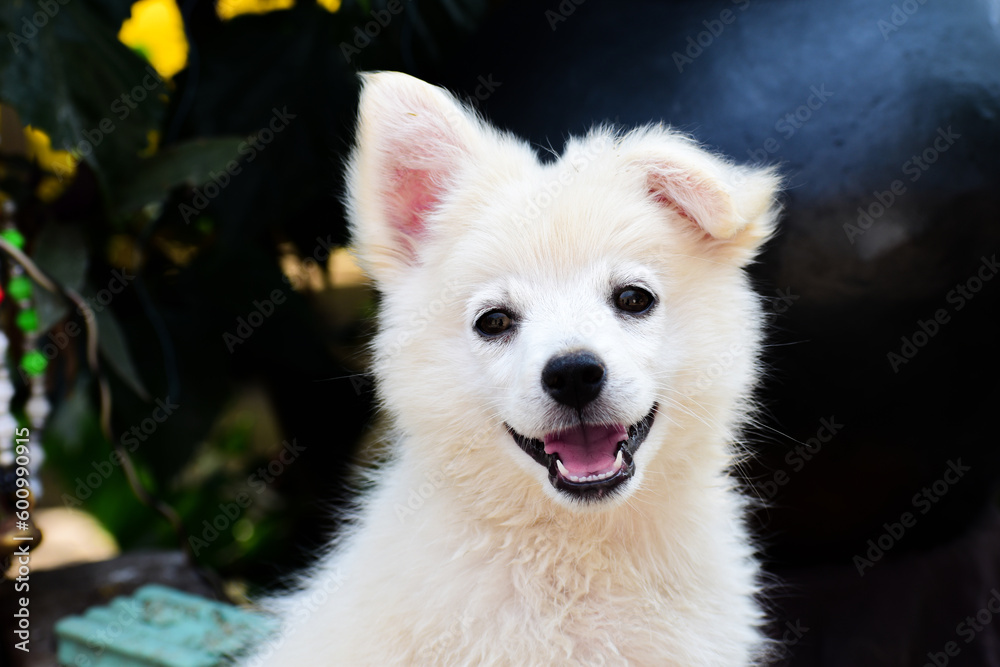 Beautiful Samoyed puppy dog back background black Beautiful Samoyed puppy dog back background black