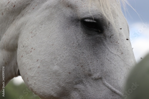 close up of white horse