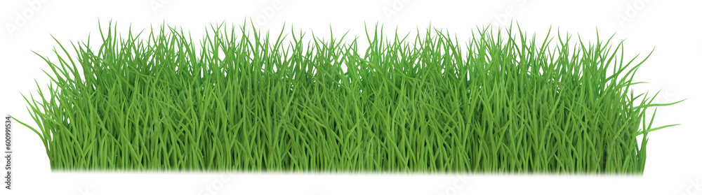 Fototapeta premium Fresh spring green grass isolated. Png transparency