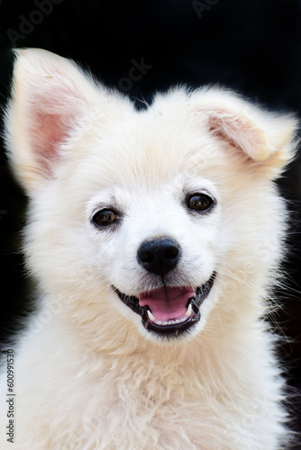 Beautiful Samoyed puppy dog back background black © Kiran