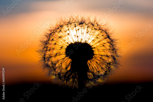 Dandelion flower with sunset