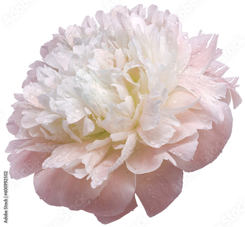 Fototapeta Naklejka Na Ścianę i Meble -  Light pink peony flower  on  isolated background with clipping path. Drops of water on the petals after the rain.   Transparent background.   Closeup. For design.   Nature.