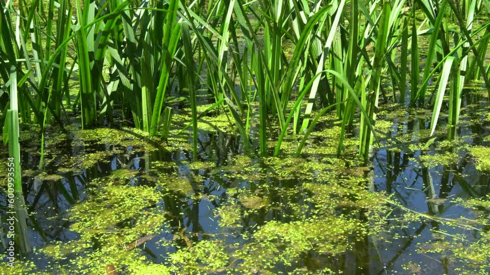 Frog singing croaking in an old overgrown pond. Bright green grass is reflected in the calm surface of the lake. Frog singing croaking in an old overgrown pond. Bright green grass is reflected in the calm surface of the lake.