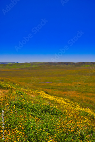 Exploring the Carrizo Plain super bloom and abandoned farms