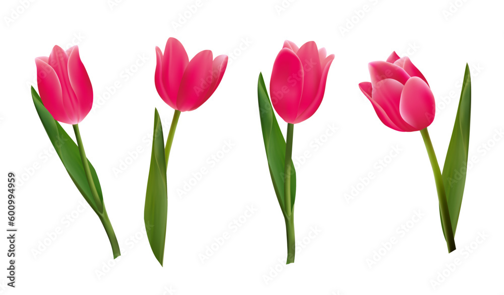 Beautiful pink tulip flowers. Realistic Elements for Labels of Cosmetic, Skin Care, Product Design.
