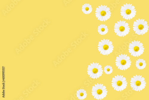 White Chamomile flower on yellow background. Daisy flower, medical plant. Chamomile flower background with copy space.