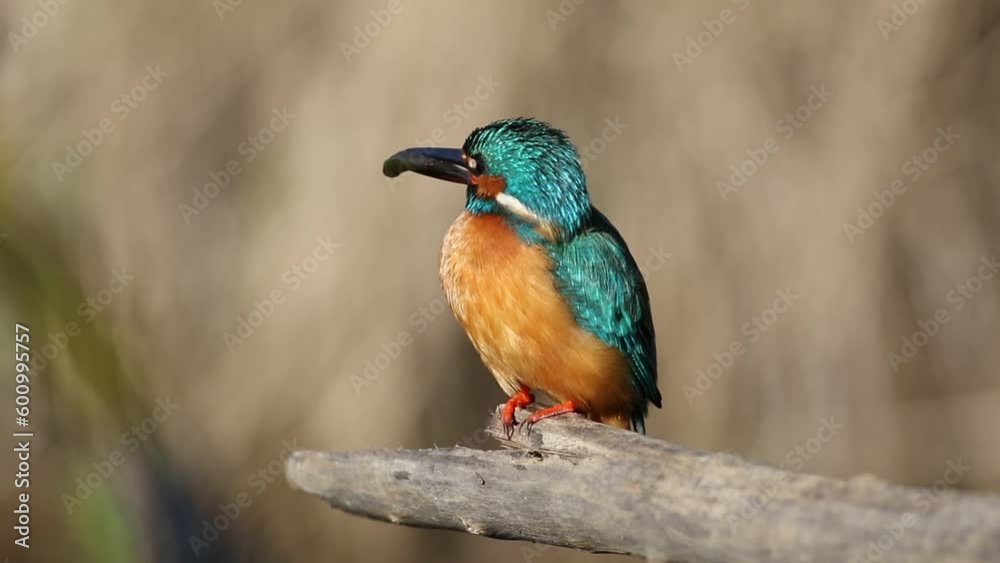Common kingfisher, Alcedo atthis. A bird sits on a branch, holds a fish in its beak, calling Common kingfisher, Alcedo atthis. A bird sits on a branch, holds a fish in its beak, calling