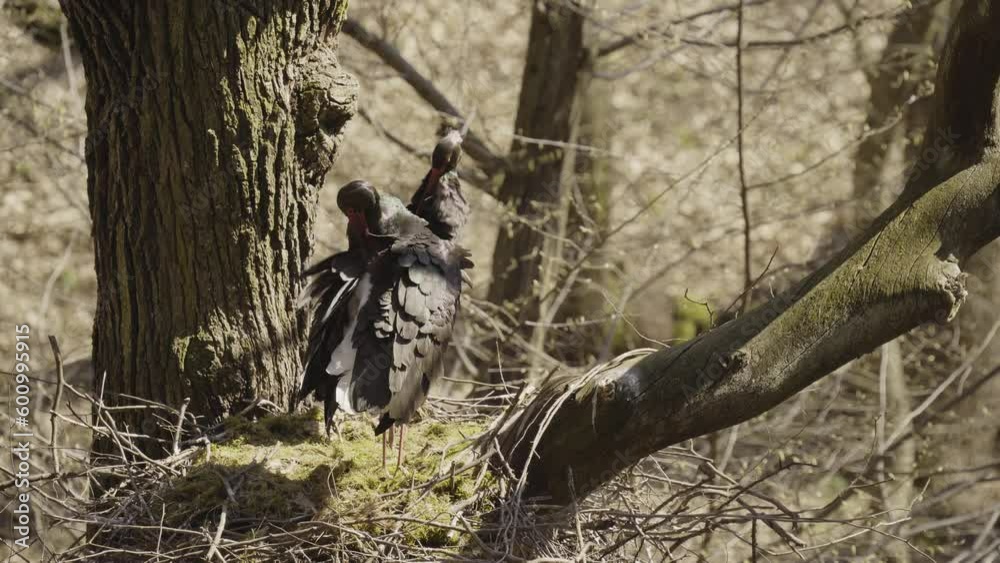 Black storks feathering their nests in the spring forest Black storks feathering their nests in the spring forest