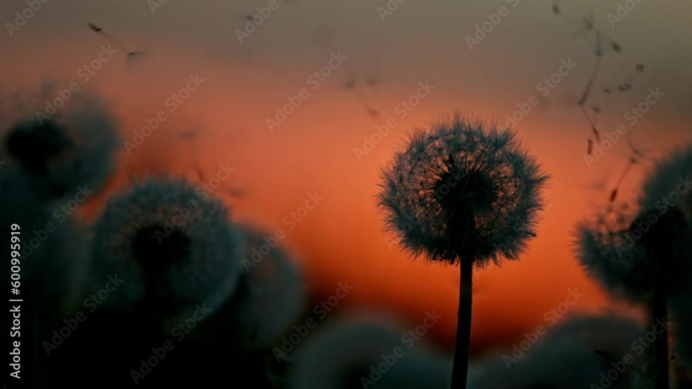 Super slow motion of bloomed dandelion with flying seeds in sunset. Filmed on high speed cinema camera, 1000 fps. Beautiful moody soft sunset light.