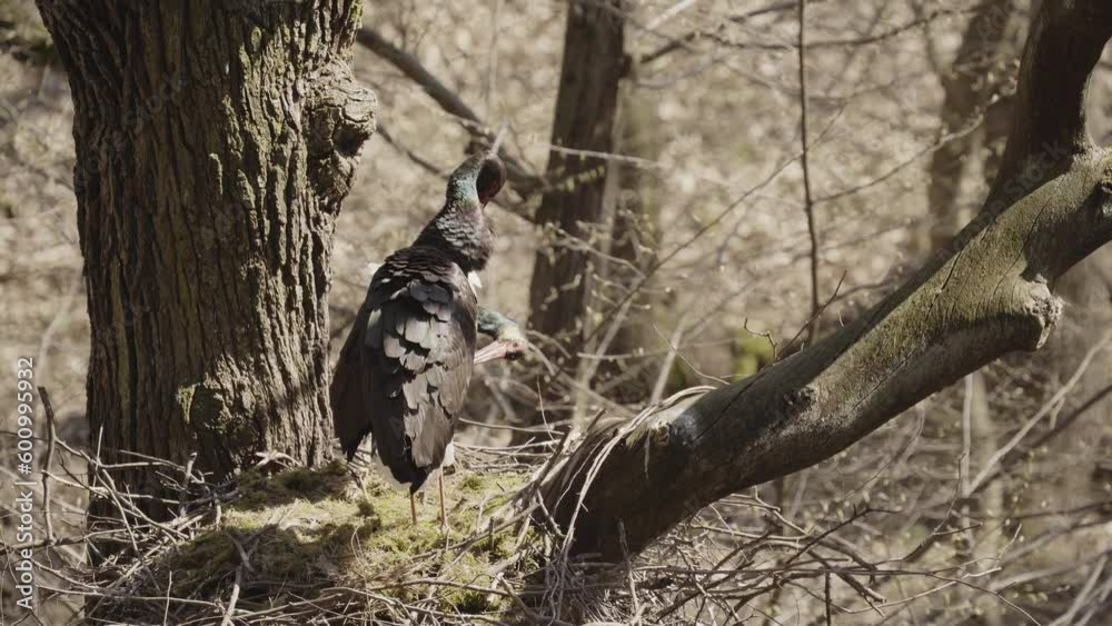 Black storks feathering their nests in the spring forest