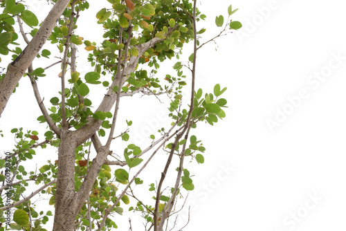 tree branch with green leaves isolated 