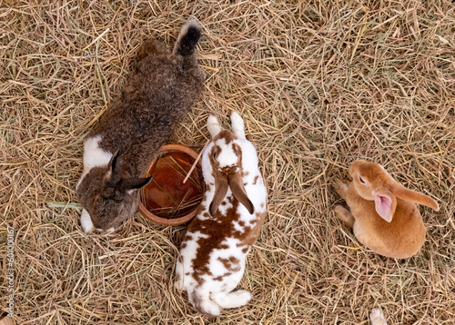 Pets Rabbit on dry straw, bunny pet on straw background, Brown and white rabbit on dry grass background.