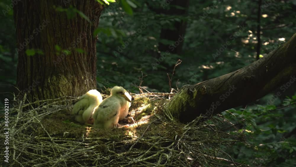 Lack stork -Ciconia Nigra-Chicks resting in the nest