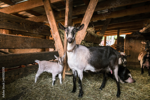 Quadro su tela Breeding of purebred alpine goats on the farm