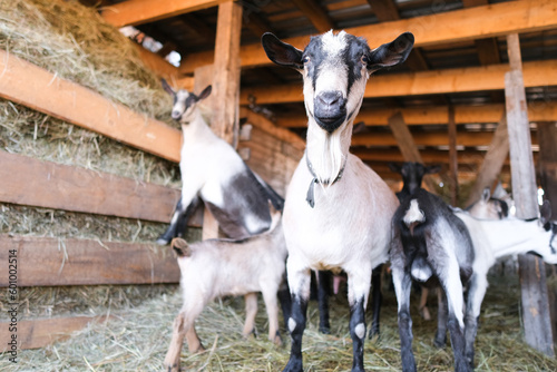 Breeding of purebred alpine goats on the farm. Milky goats without horns. Goats look camera and eat hay