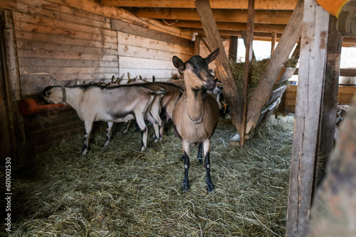 Breeding of purebred alpine goats on the farm. Milky goats without horns. Goats look camera and eat hay