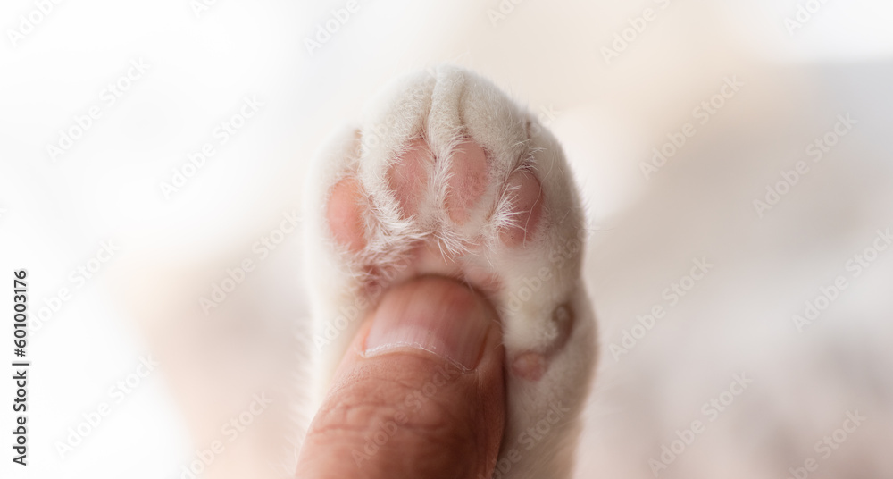 可愛い猫の足 可愛い猫の足