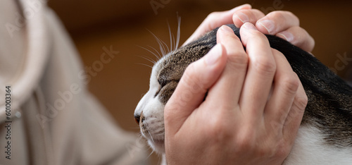 猫を撫でる キジトラ白