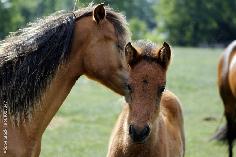 Obraz premium Ponyfohlen