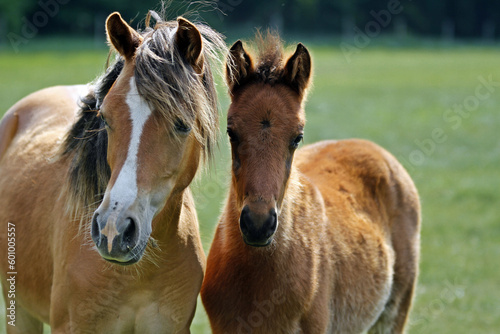 Ponyfohlen