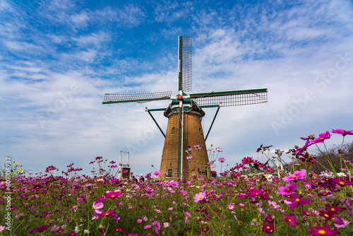 Cosmos Blooming in the Background of the Dutch style windmill at Sakura, Chiba, Japan.