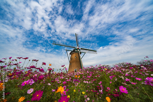Cosmos Blooming in the Background of the Dutch style windmill at Sakura, Chiba, Japan.