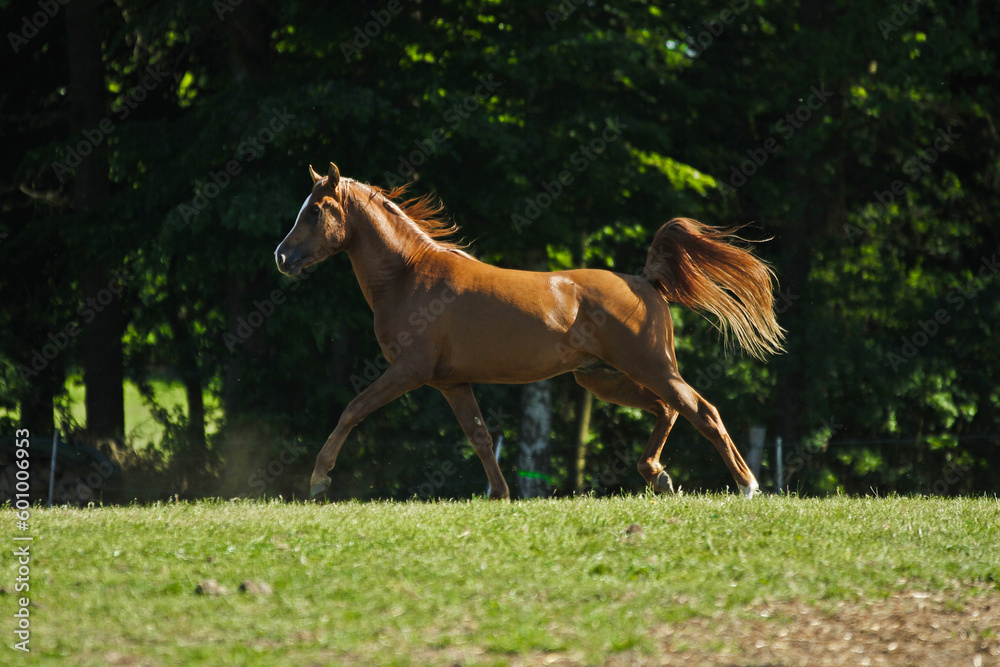 Fototapeta premium Arabischer Hengst auf der Weide