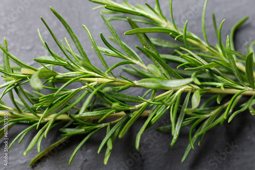 Fresh green leaves of rosemary on black background