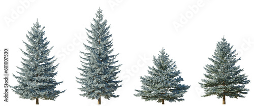 Set of 4 picea pungens colorado blue spruce evergreen pinaceae needled tree isolated png on a transparent background perfectly cutout 