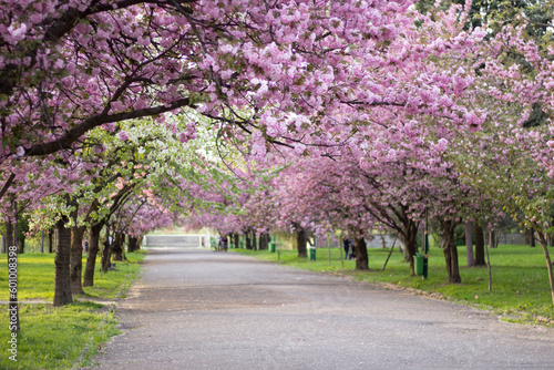 Blooming pink lush sakura. An incredible pink spring. A park drowned in pink flowers. Flower dessert. Cherry blossoms: a moment of unearthly beauty. The romance of spring blossoms.