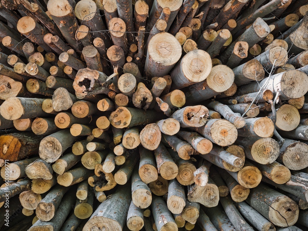 A pile of cut trees together as a texture or background