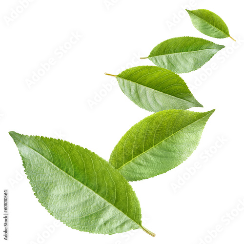 Flying leaves cut out