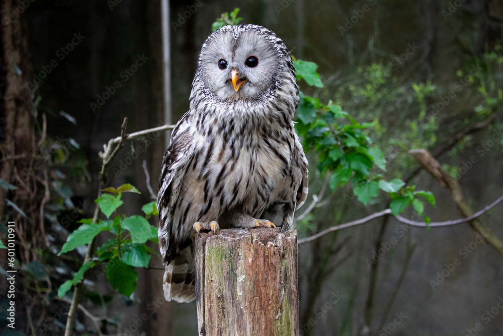 Fototapeta premium Ural owl close up. Strix uralensis