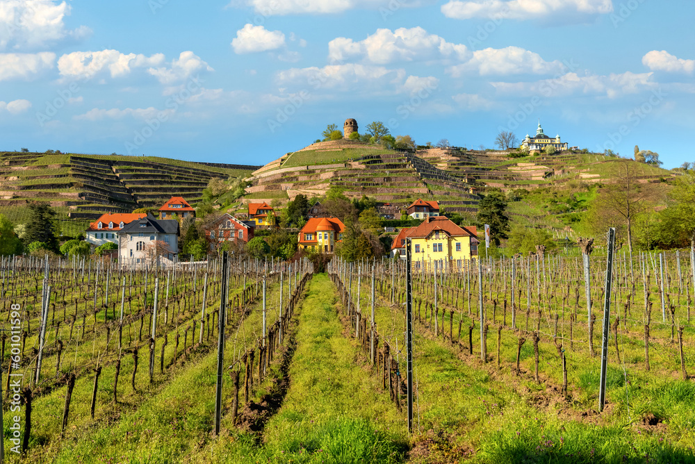 Radebol, Saxony, Germany. Spring vineyards of Radebol. View of the Bismarckturm Radebeul