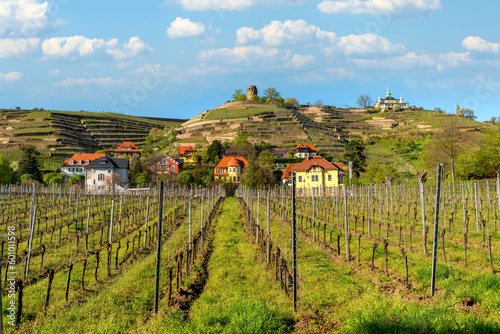 Obraz na płótnie Radebol, Saxony, Germany. Spring vineyards of Radebol. View of the Bismarckturm Radebeul w salonie