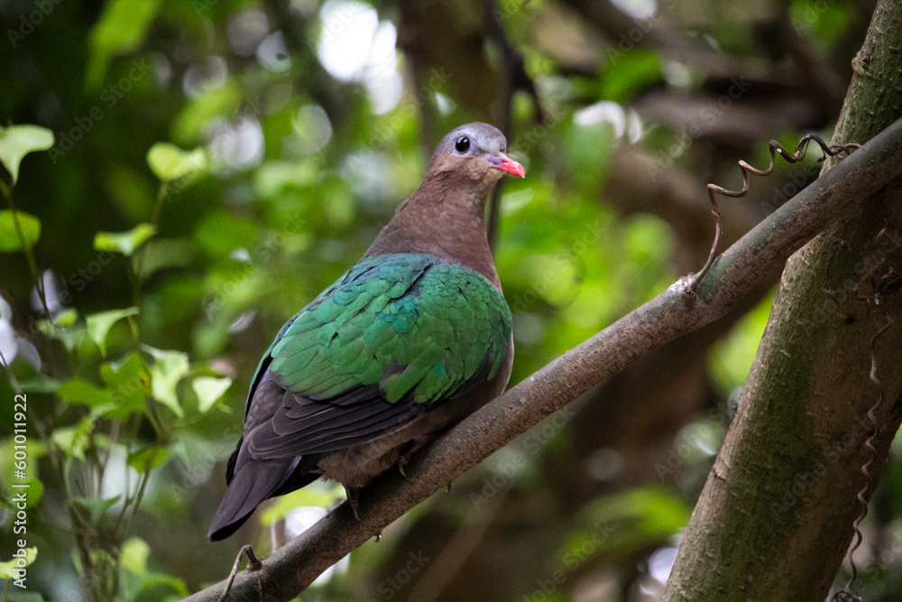 The common emerald dove, emerald dove and grey-capped emerald dove