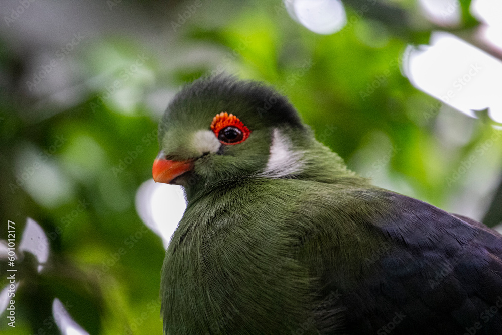 Close up Side View White Cheeked Turaco